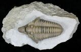 Large Snout Nosed Spathacalymene Trilobite - Rare! #22499-2